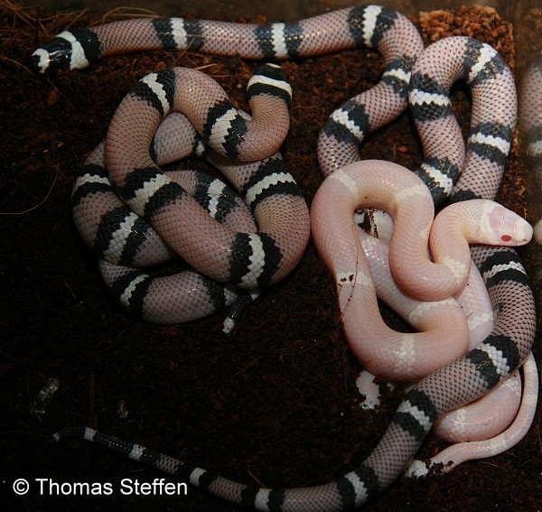 Honduras Königsnatter von